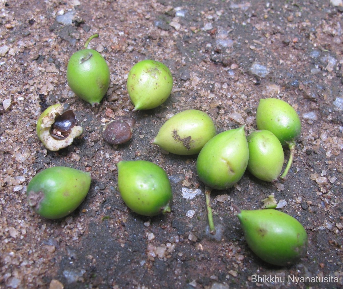 Aphananthe cuspidata (Blume) Planch.